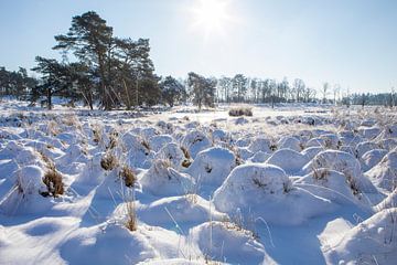 wondere wereld van sneeuw en ijs van Karin Hendriks Fotografie