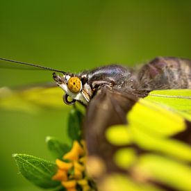 Butterfly head by Eva Bos