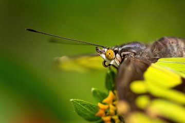 Vlinderkop van Eva Bos