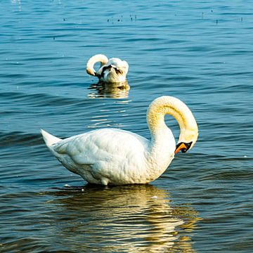 Zwanen schoonmaken van Dieter Walther