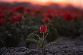 Warum sich anpassen, wenn man geboren wurde, um hervorzustechen von Lotte Rietveld
