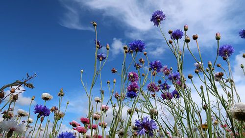 Zomerse weide