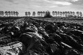 The Flemish Polders by Trees Rommelaere