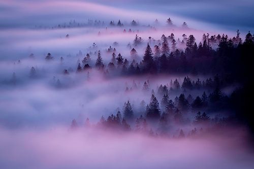 Paarse Mist Boven Heuvel