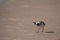 Een vogel op zijn kop op het strand van Mauritanië