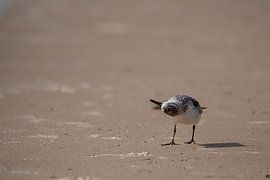 A bird upside down on Mauritania's beach by Tobias van Krieken