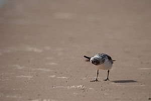 Un oiseau à l'envers sur une plage de Mauritanie sur Tobias van Krieken