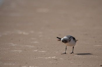 A bird upside down on Mauritania's beach