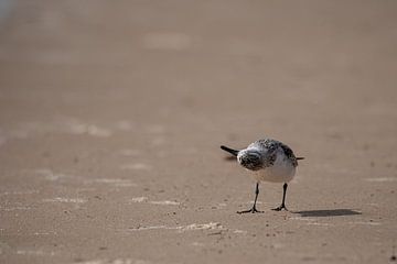 Ein Vogel kopfüber am Strand von Mauretanien von Tobias van Krieken