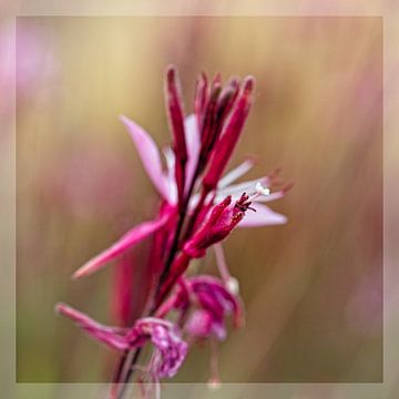 Gaura van Rob Boon