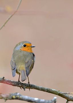 Roodborstje, robin, zangvogel, lente, vogelbescherming van Maartje van Tilborg