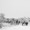 Olifantenfamilie in zwart-wit || Namibië, Etosha Nationaal Park van Suzanne Spijkers