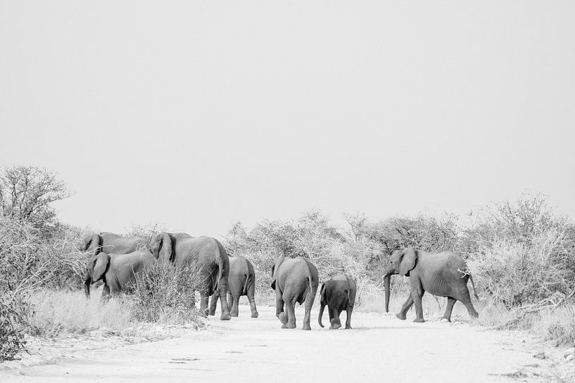 Elefantenfamilie in Schwarz und Weiß | Namibia, Etosha Nationalpark von Suzanne Spijkers