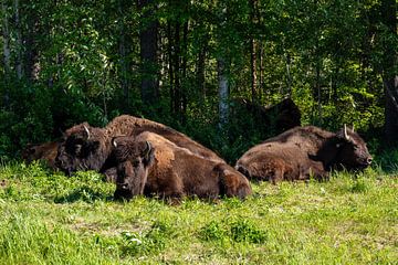 Wilde bizons op de Alaska Highway in Canada van Roland Brack