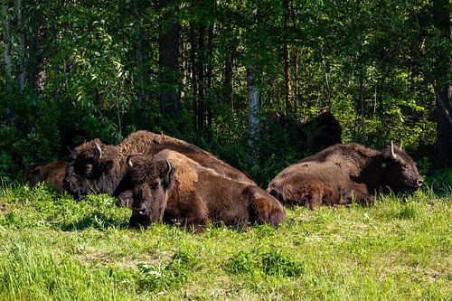 Wilde bizons op de Alaska Highway in Canada