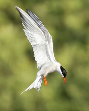 Visdief van Kees van den Burg