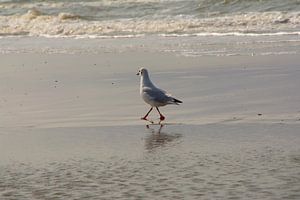 jonge meeuw loopt trots over zijn strand