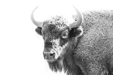 Le bison européen en noir et blanc sur John Stijnman