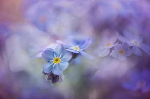 Pastel Vergeet-mij-nietjes – Dromerige Bloemenfoto