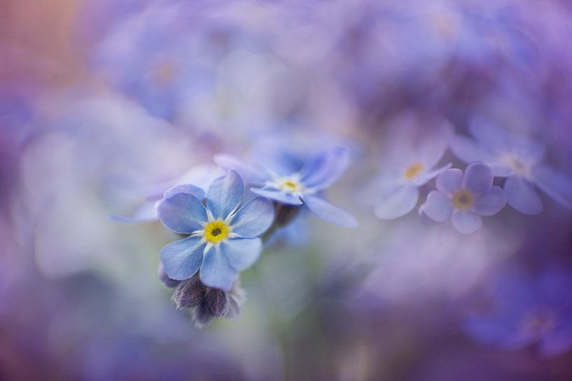 Pastellfarbene Vergissmeinnicht – Verträumtes Blumenfoto von Joriali Fotografie und Gemälde