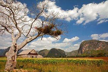 Vinales, Kuba von Peter Schickert