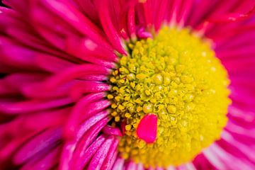 Macrofoto van een roze bloem. van Gianni Argese