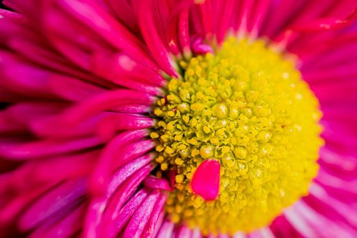 Photo macro d'une fleur rose.