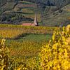 Niedermorschwir-Kirche inmitten der Weinberge bei Ingersheim von André Blom Fotografie Utrecht