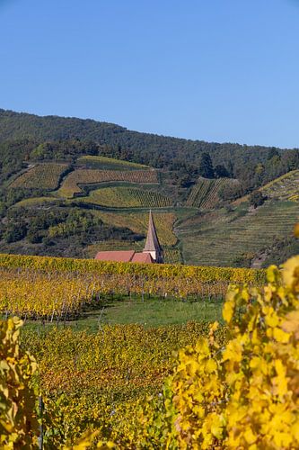 Niedermorschwir church among the vineyards near Ingersheim by André Blom Fotografie Utrecht
