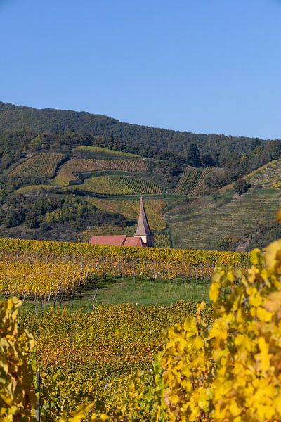 Niedermorschwir-Kirche inmitten der Weinberge bei Ingersheim von André Blom Fotografie Utrecht