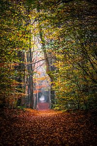 Couleurs d'automne sur Linda Raaphorst