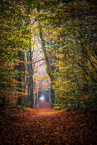 Herbstliche Farben von Linda Raaphorst