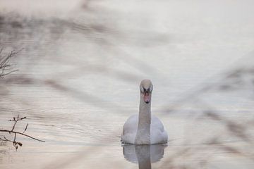 witte zwaan in water van anne droogsma