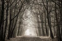 Eenzaam in de mist