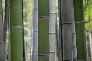 Bamboe bos in grijs en groen  - Bambuseae