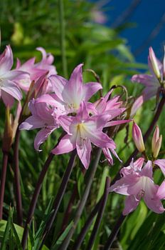 Roze belladonna-lily