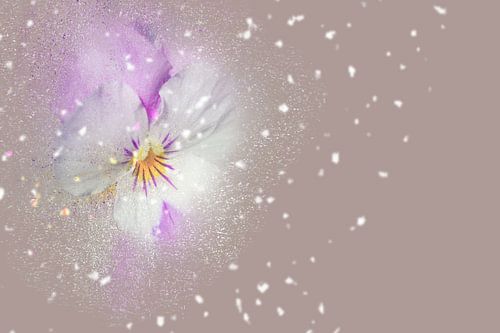 Blumen-Zauber