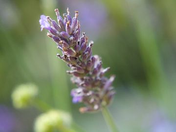 Lavendel in bloei van Martijn Wit