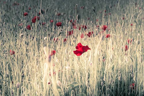 Mohnfeld in Eindhoven