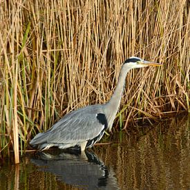 Heron bird stands in the ditch in front of the reed in the countryside nature. by Trinet Uzun