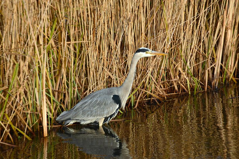 Reihervogel steht im Graben vor dem Schilf in der Natur auf dem Land. von Trinet Uzun