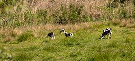 Running spotted lambs in the meadow by Percy's fotografie