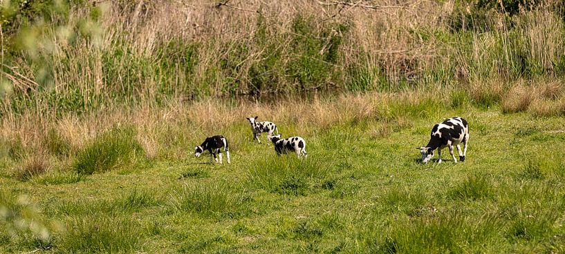 Running spotted lambs in the meadow by Percy's fotografie