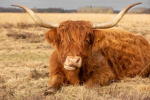schotse hooglander, liggend