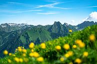Trollenbloemen in de Allgäuer Alpen met uitzicht op Höfats van Leo Schindzielorz thumbnail