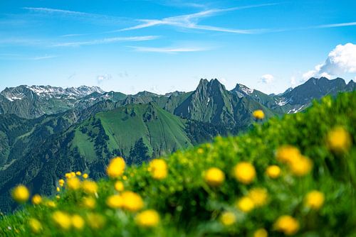 Trollenbloemen in de Allgäuer Alpen met uitzicht op Höfats