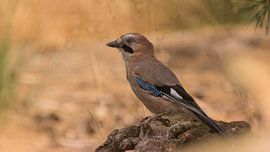 Gaai tussen het verdorde gras von Jan Jongejan