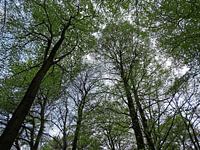Van onder naar boven naar de toppen van de bomen