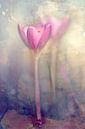 Krokus lentebloem van Annie Snel thumbnail