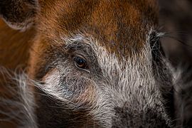 close-up of a brush-tailed possum